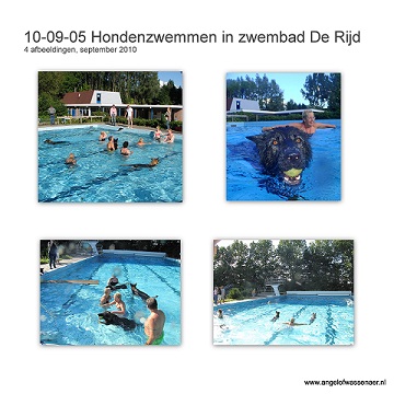 Honden zwemmen in zwembad De Rijd en een aantal van onze Oudduitse Herders zwemmen mee